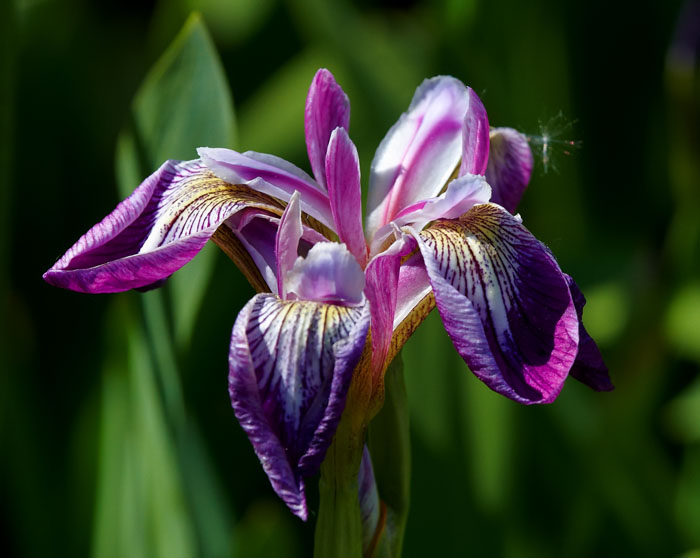 iris 1.jpg