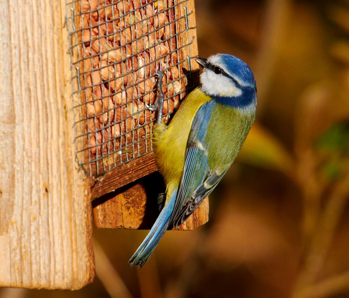 blue tit .jpg