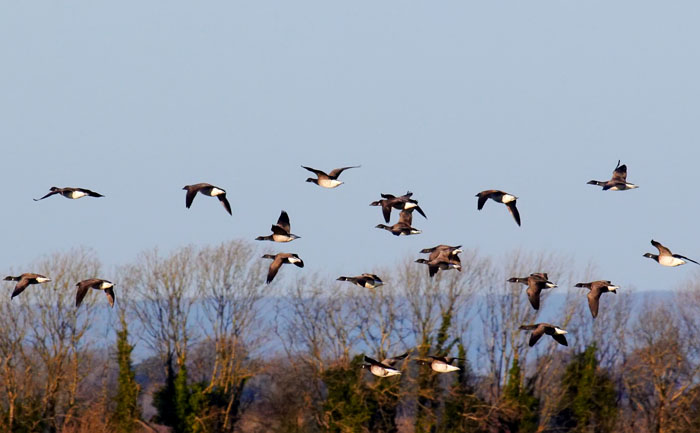 brent geese 5.jpg