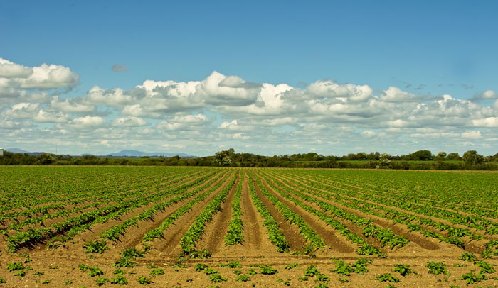 potato field 7.jpg