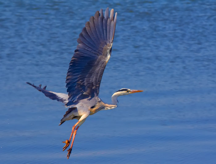 grey heron 2.jpg