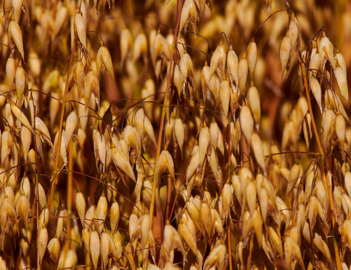 oat grains.jpg