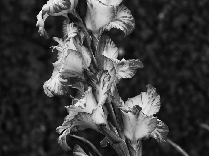 gladioli 2.jpg