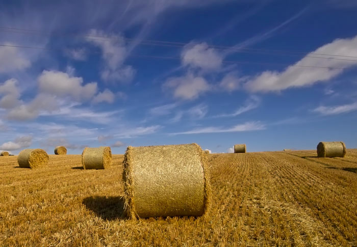 harvested fields 8.jpg