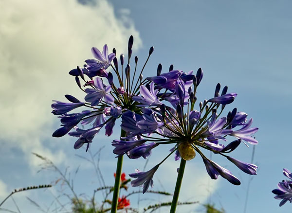 blue agopanteum and sky.jpg