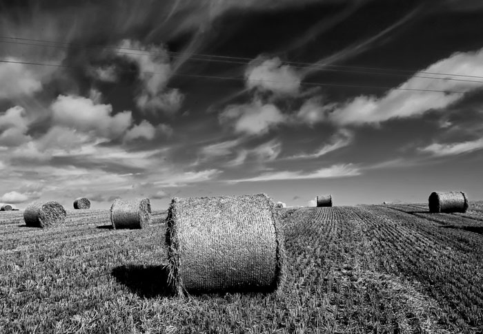 harvested fields 