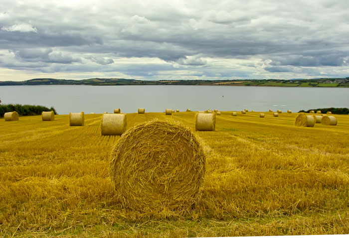 harvested field 4.jpg