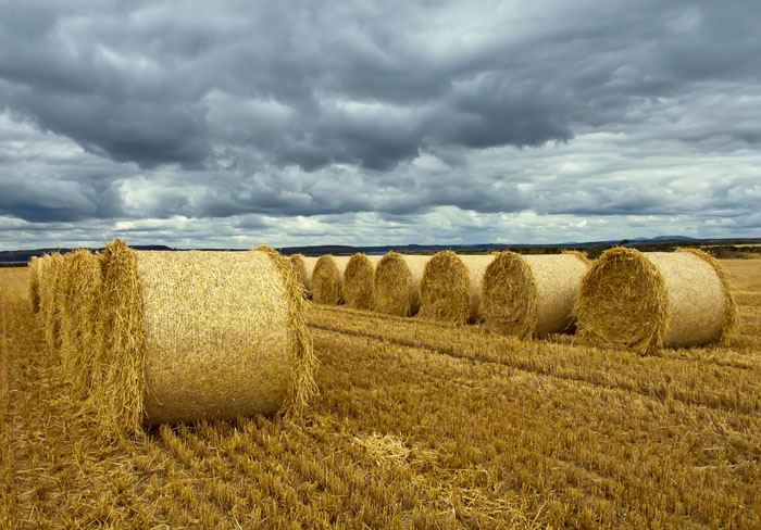 straw bales.jpg