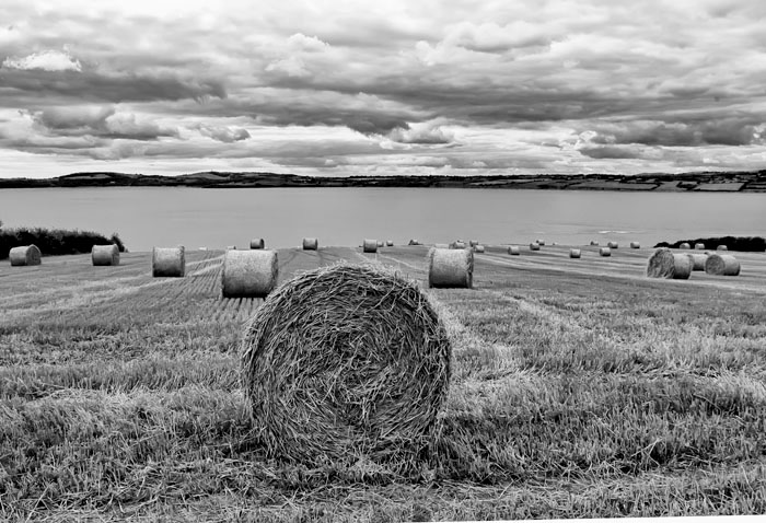 harvested field 3.jpg