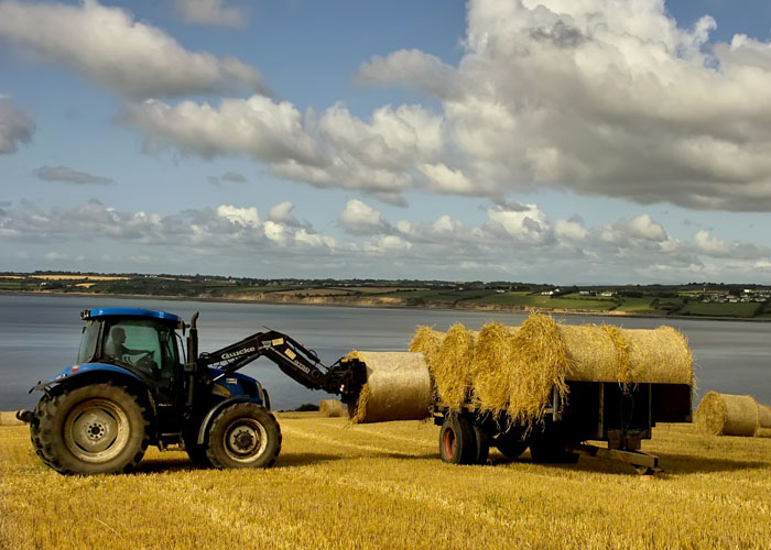 harvest 1.jpg