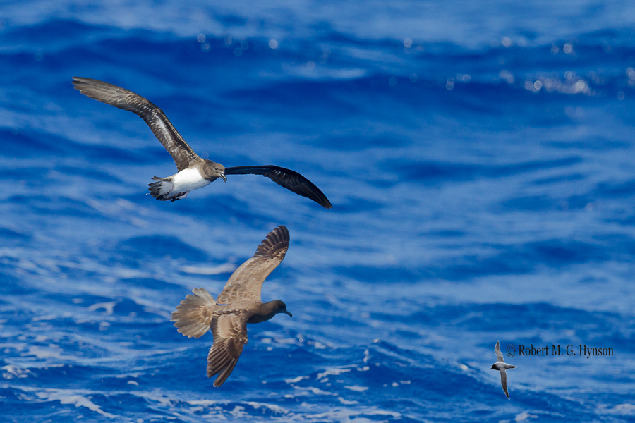 Tahiti Petrel