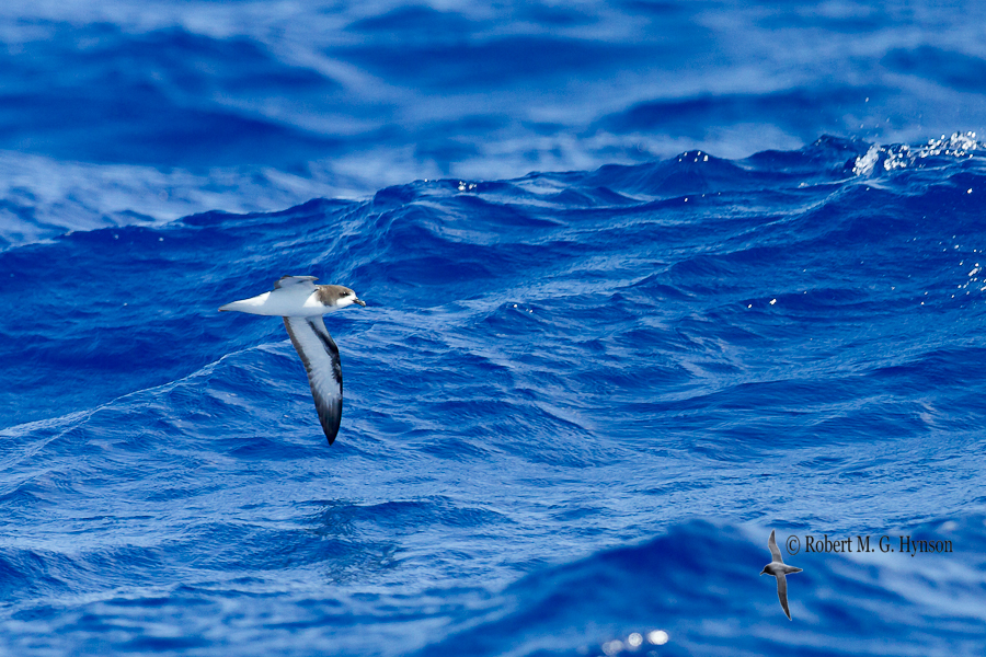 Goulds Petrel