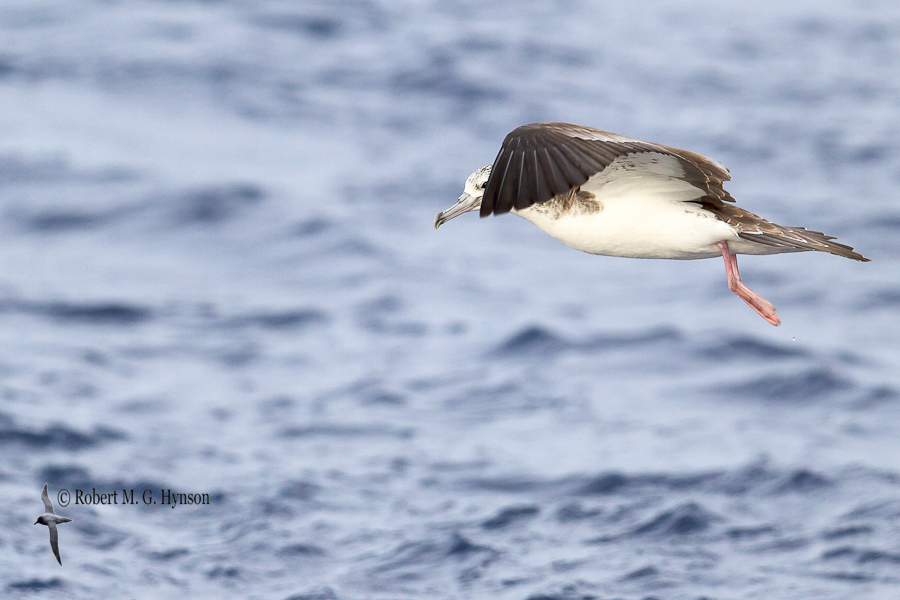 Streaked Shearwater