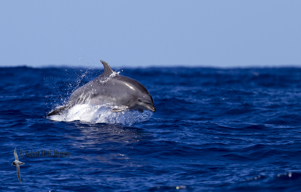 Oceanic Bottlenose Dolphin  