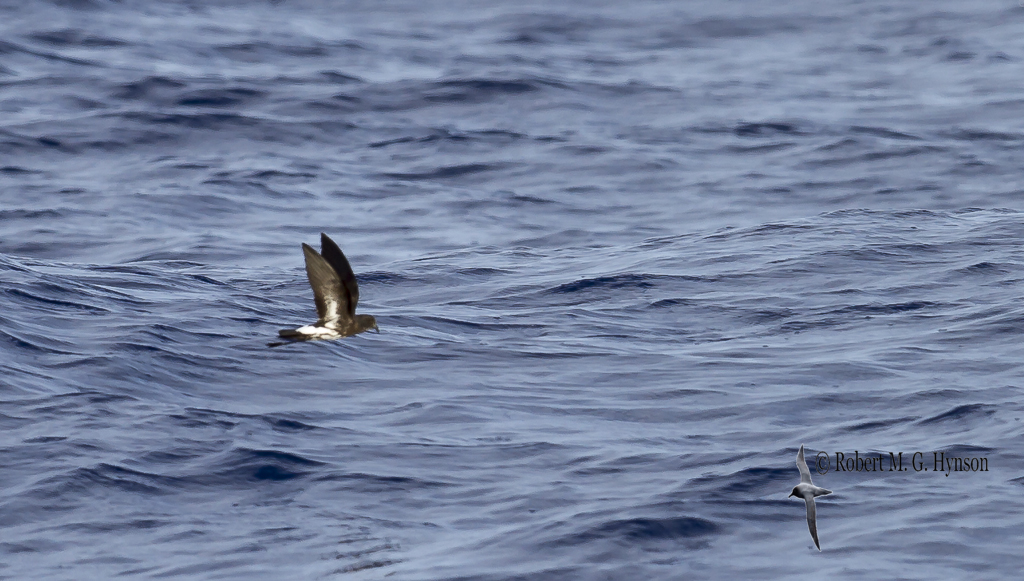New Caledonian Storm-Petrel