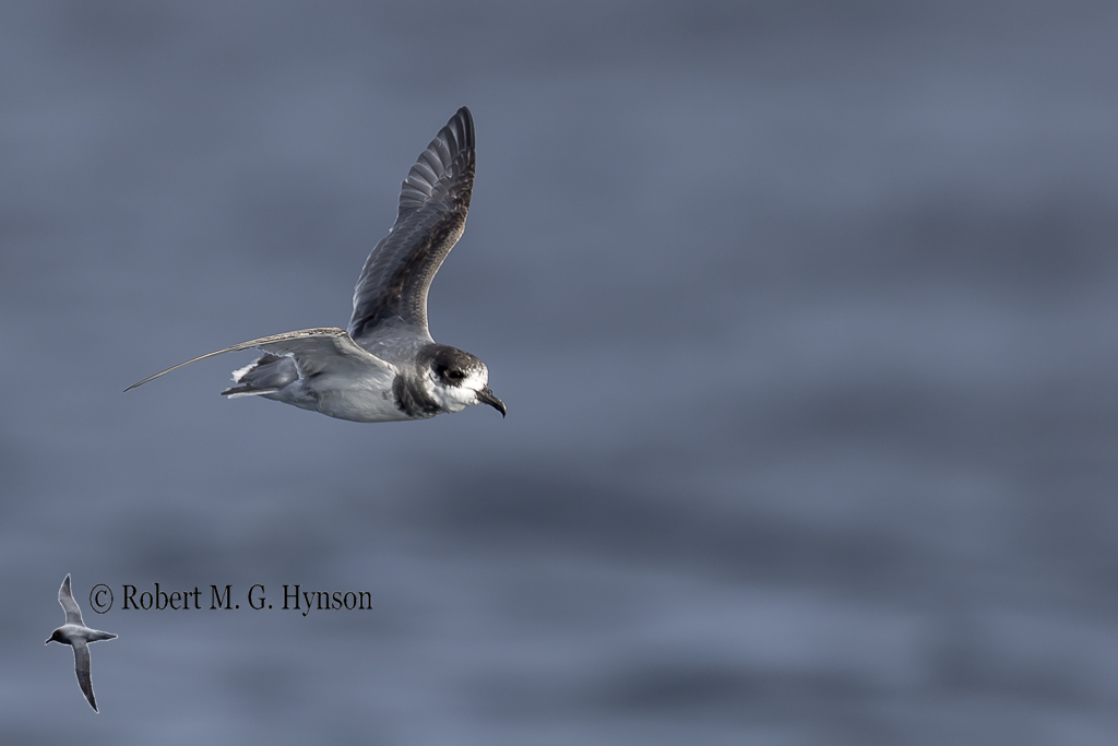 Blue Petrel