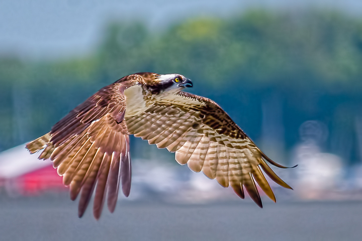 20130706-_DSC0310-Edit-Edit-Edit.jpg