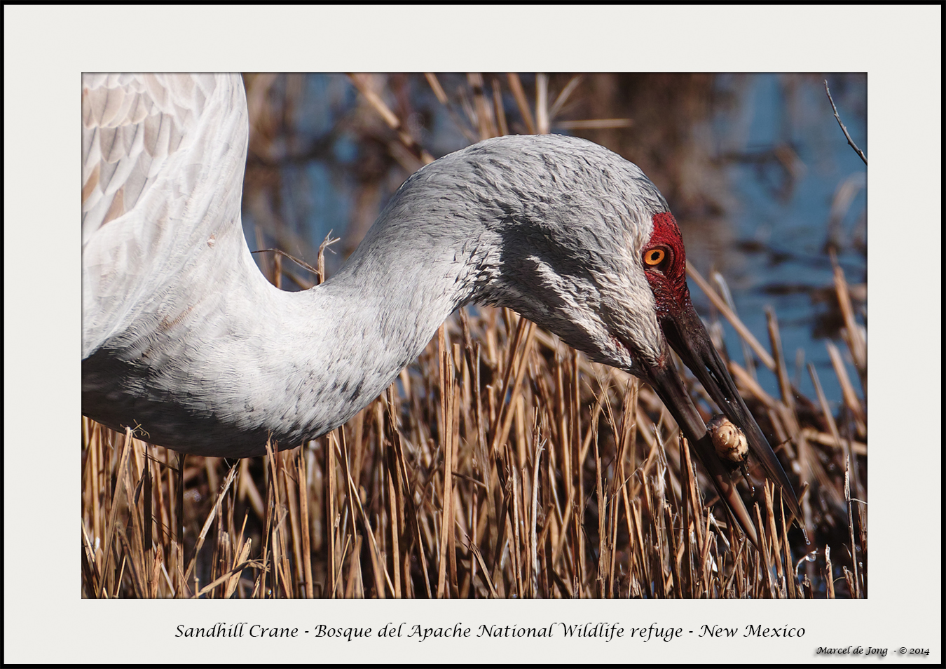 Sandhill Crane - New Mexico