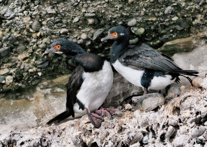 Rock Shag