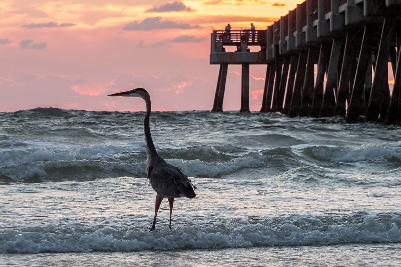 Heron and Pier