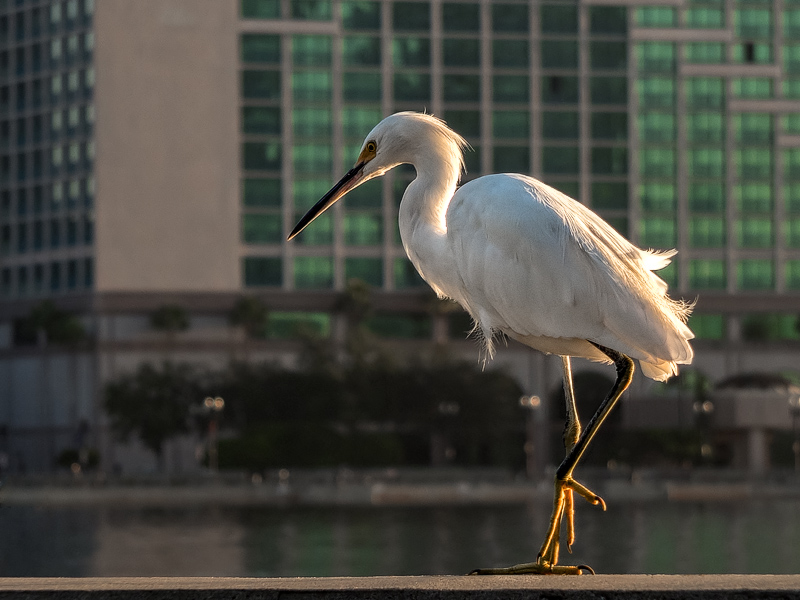 Egret and Hyatt