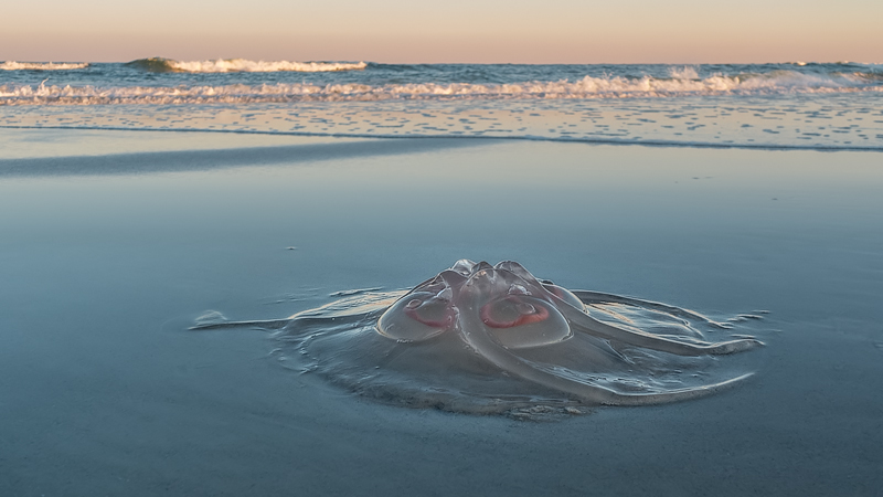 Beached