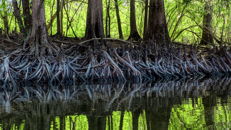Cypress Roots