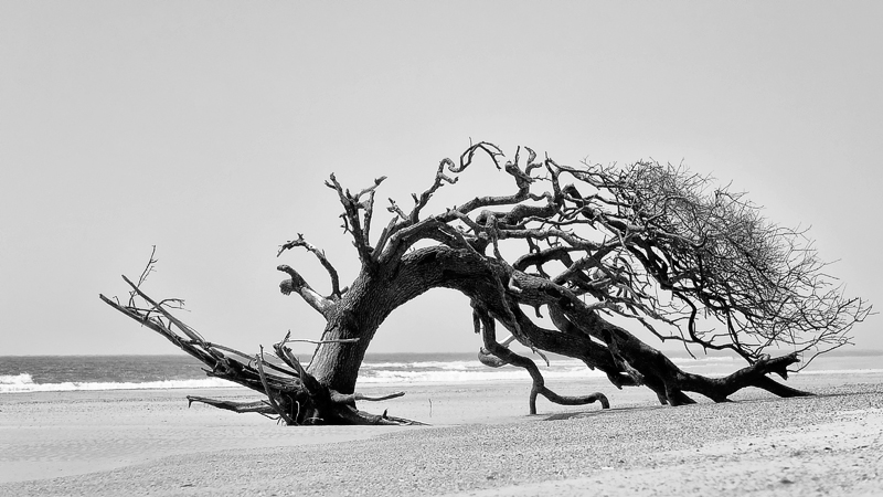 Little Talbot Island May 2014 #3