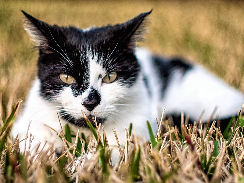 Lurking in the Grass