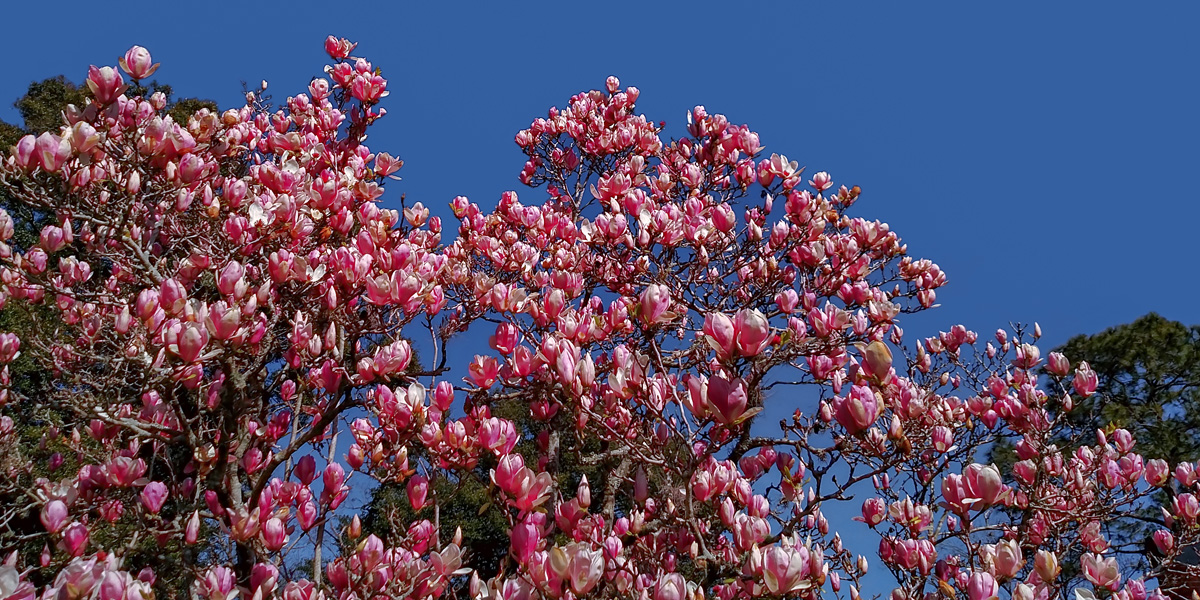 Japanese Magnolia Blossoms Peak