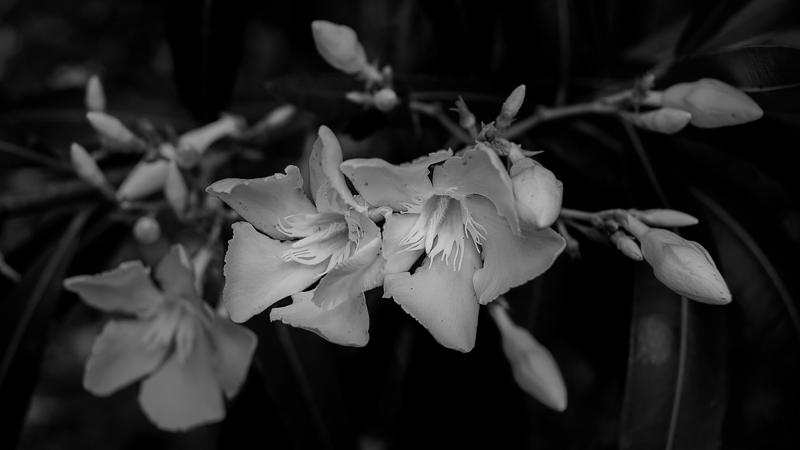 Oleander Blossoms #8 BW