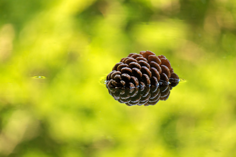 Pine Cone Afloat II