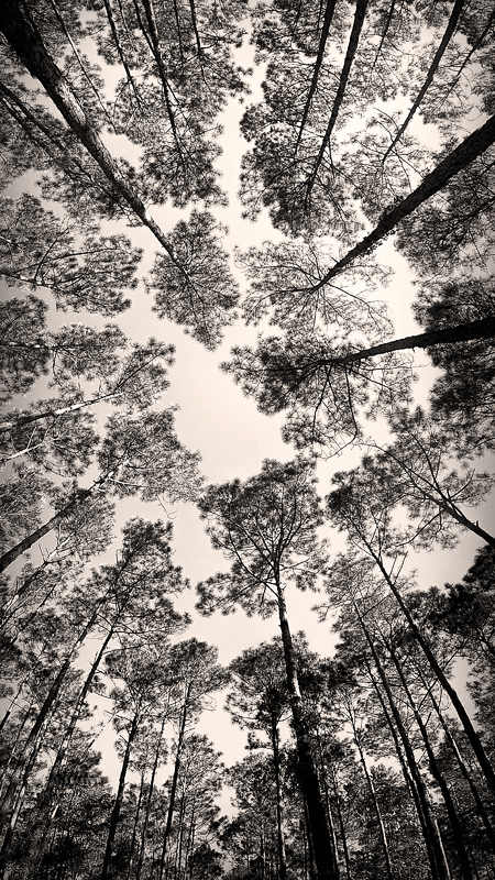 Forest Canopy in Sepia