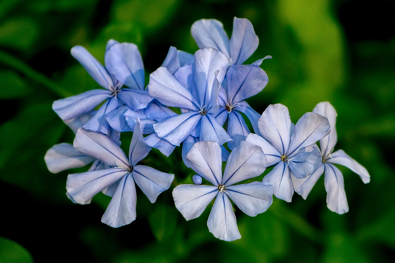 Fading Blue Flowers
