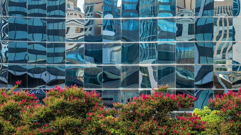 Crepe Myrtles with Urban Glass