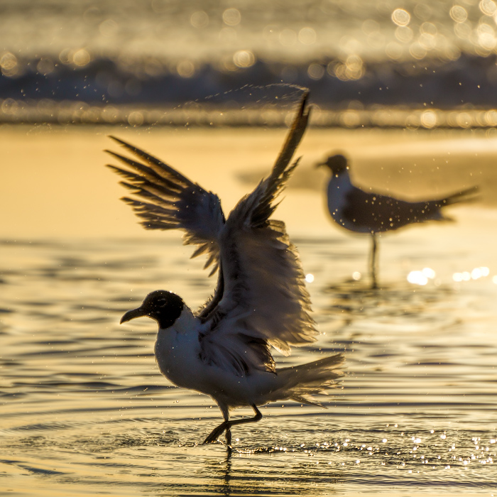 The Dance of the Gull