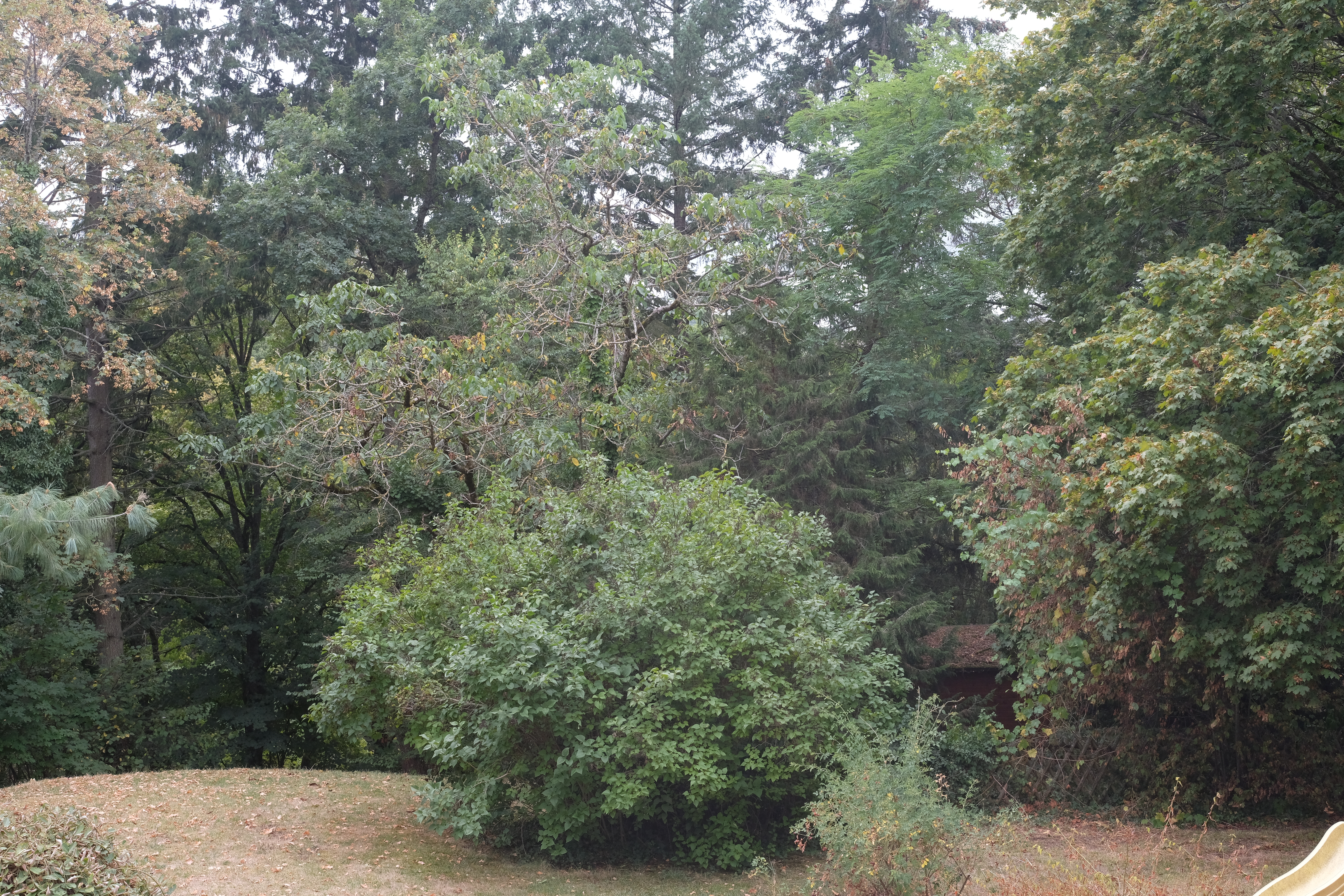 DSCF1012 - 2016-09-17 06-17-51.JPG