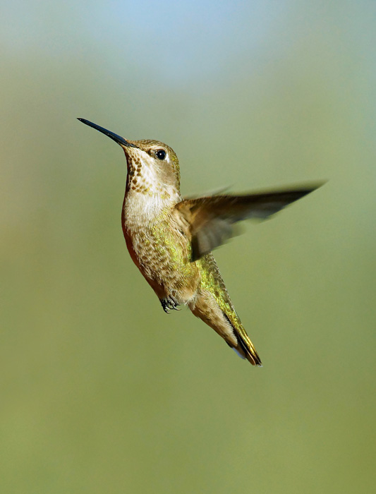 Hummingbird (4)A.jpg