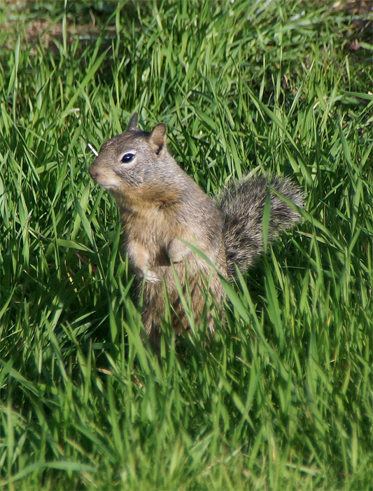 Squirrel 1A.jpg