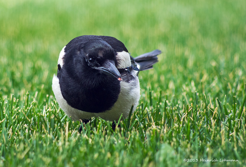K5H5645-Black-billed Magpie.jpg