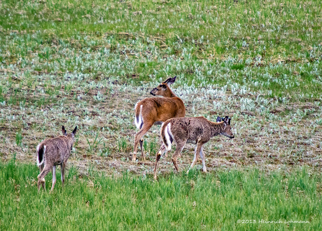 K5H0508-White-tailed Deer.jpg