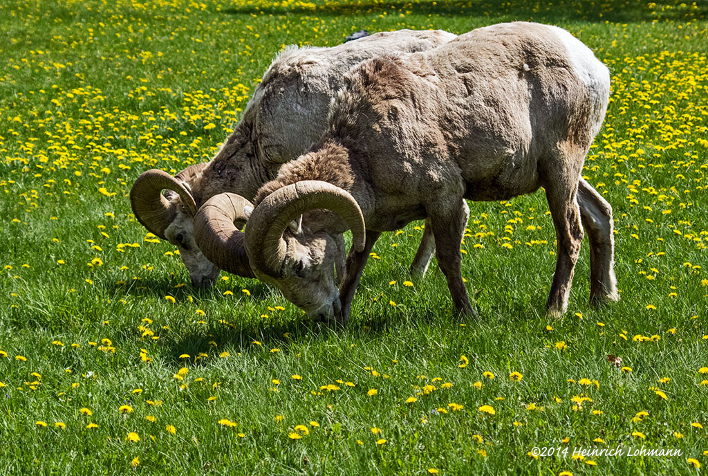 K3A5514-Mountain Sheep.jpg