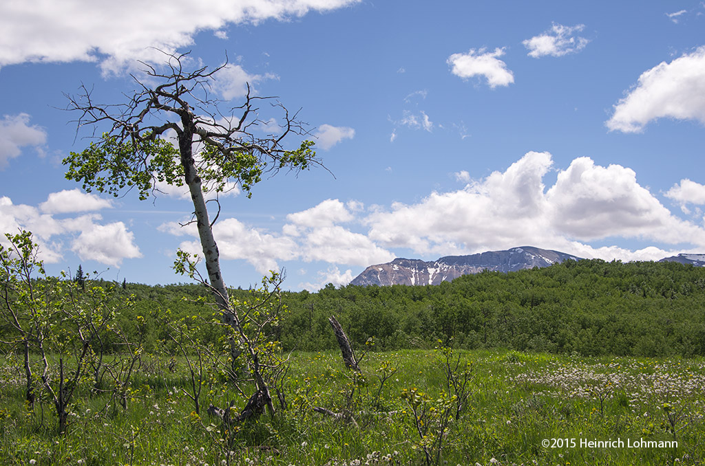 K5I0261-Waterton Lakes National Park.jpg