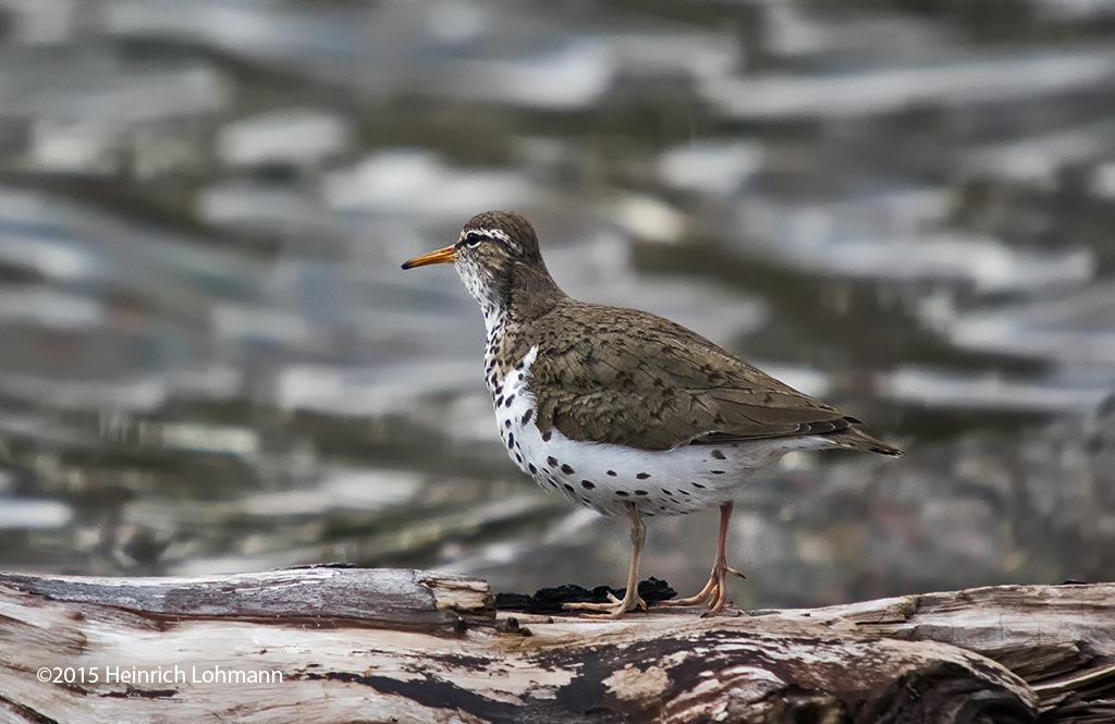 K3C5962-Spotted Sandpiper.jpg