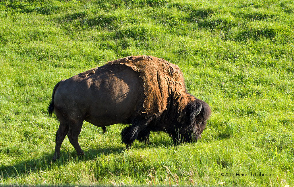 K5I0902-Bison.jpg