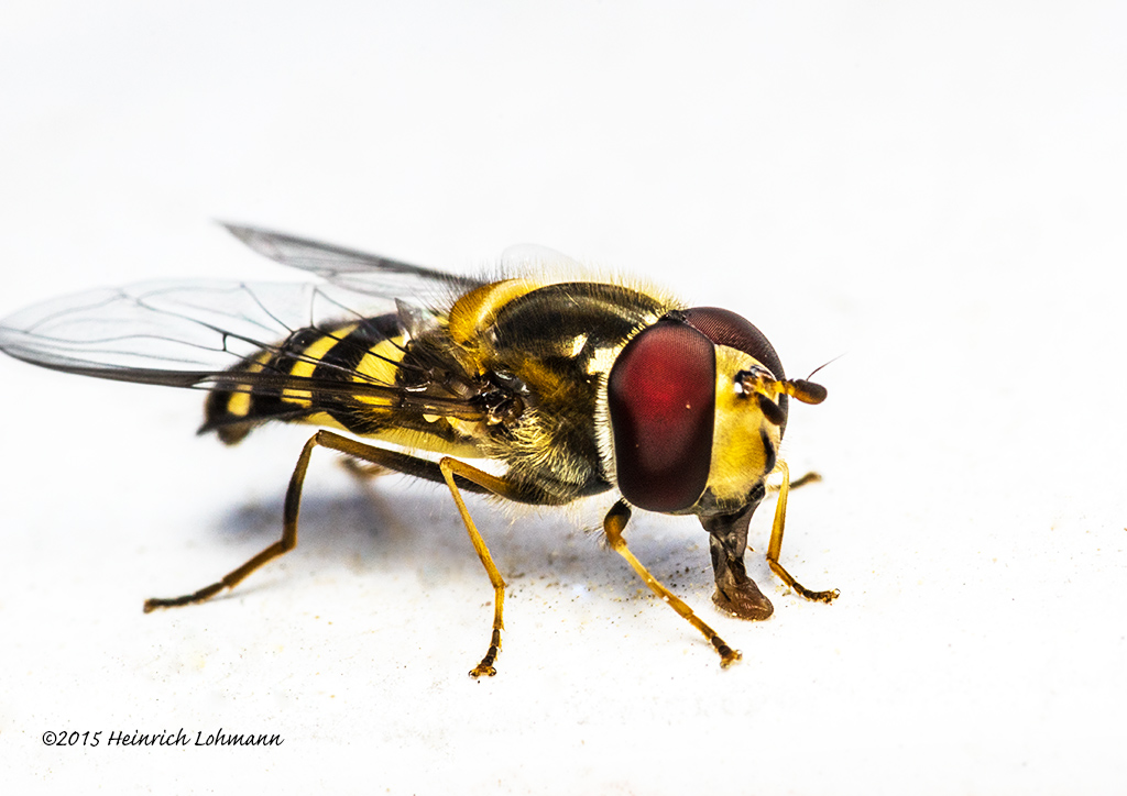 K3C6128-American Hover Fly.jpg