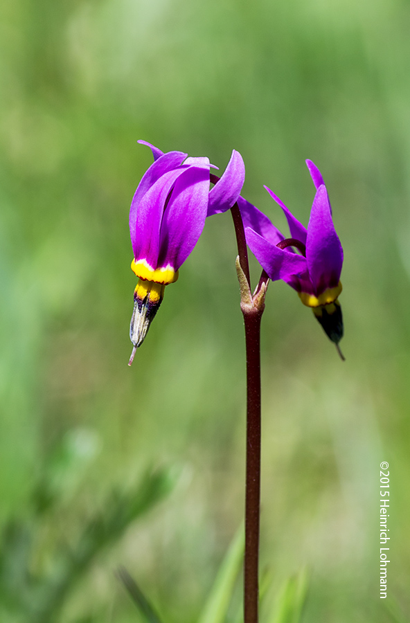 K5I0317-Shooting Star.jpg