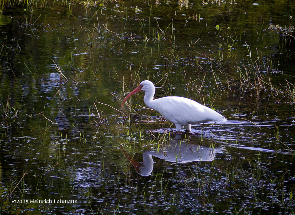 IMP0214-White Ibis.jpg