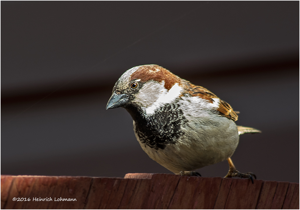 K3D5690-House Sparrow-male.jpg