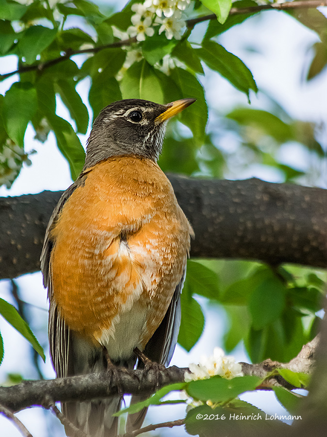 K310345-Robin.jpg